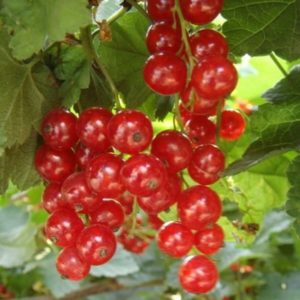 смородина-красная